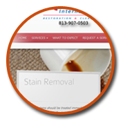 tampa mold removal