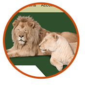 Africa Expedition Safari corporate web design